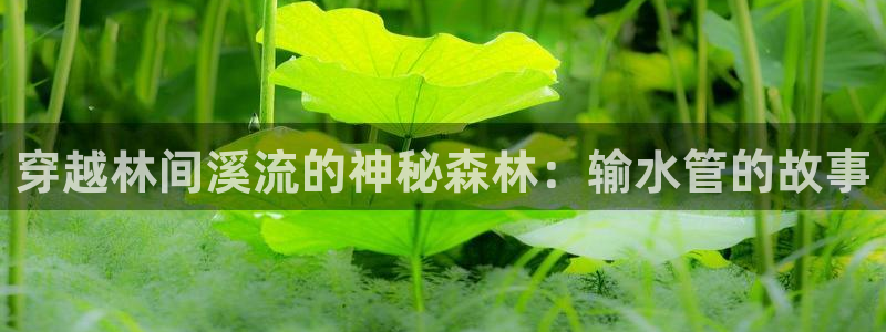 上海邦富娱乐